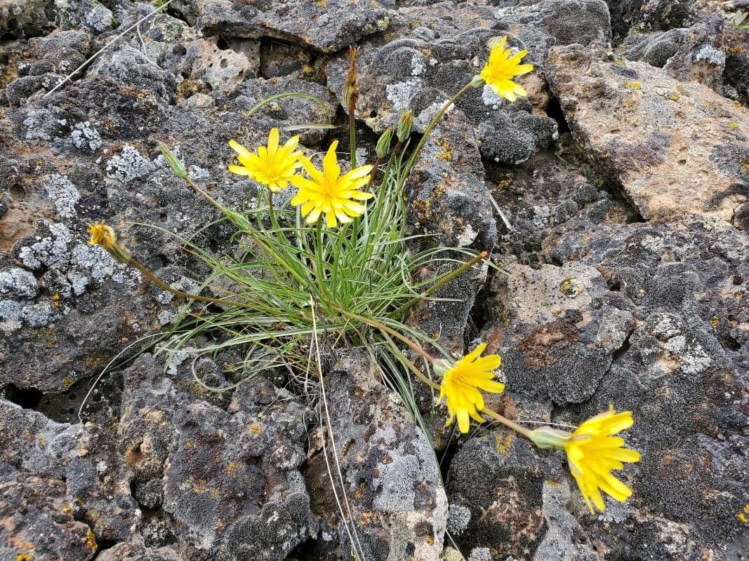 Agoseris glauca 13