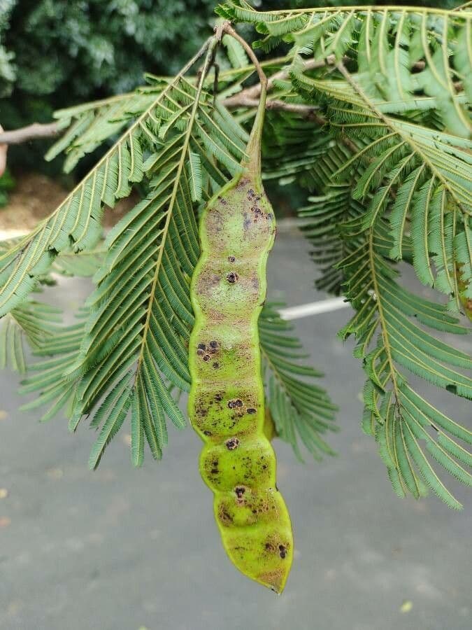Anadenanthera 2
