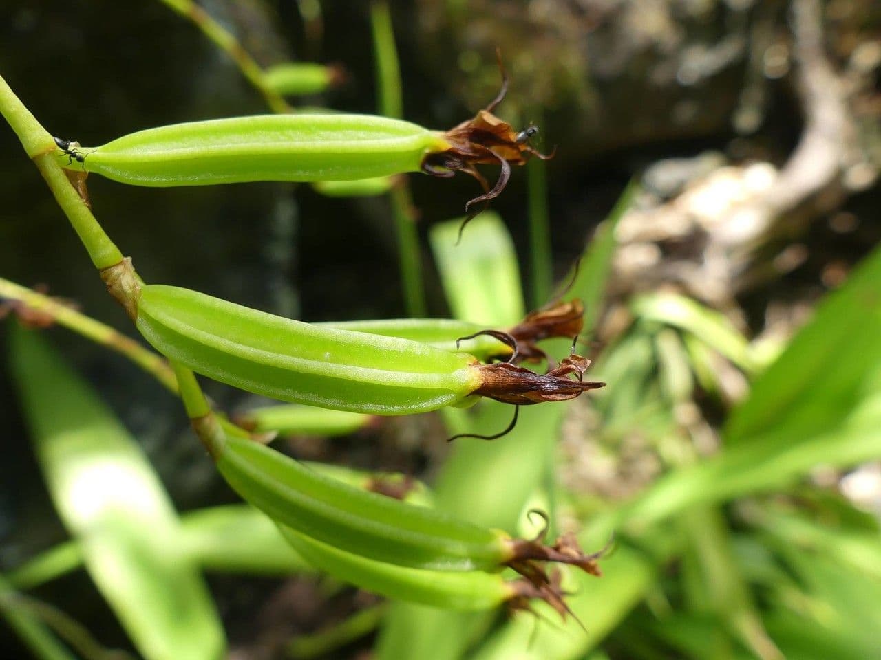 Oeoniella 2