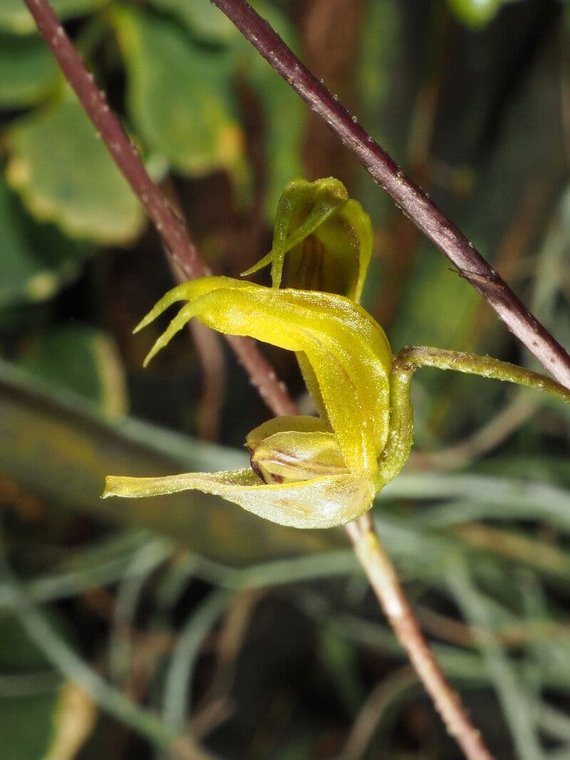 Scaphosepalum 3