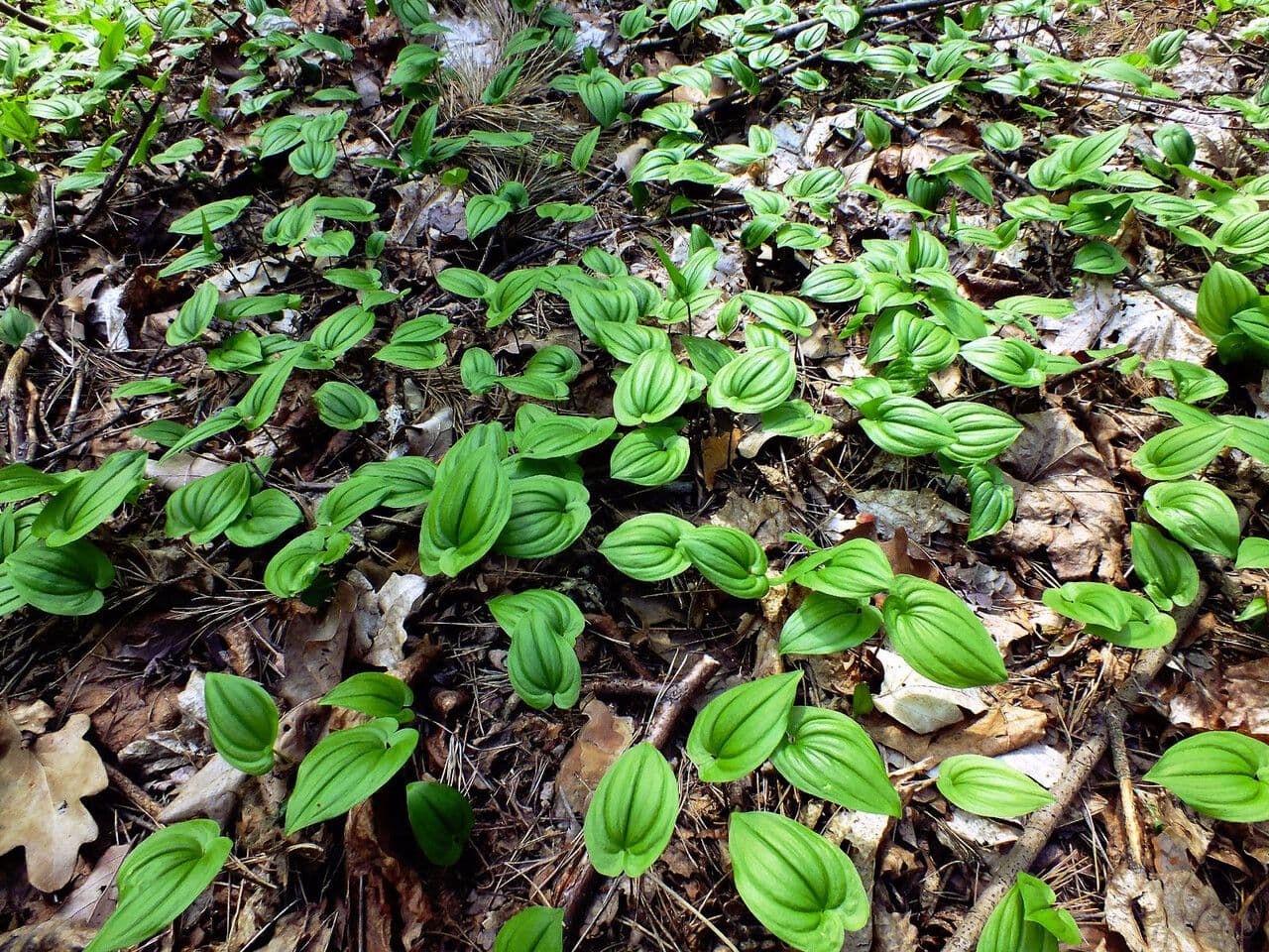 Maianthemum dilatatum 7