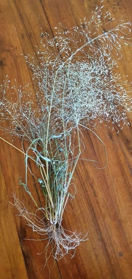 Eragrostis aspra