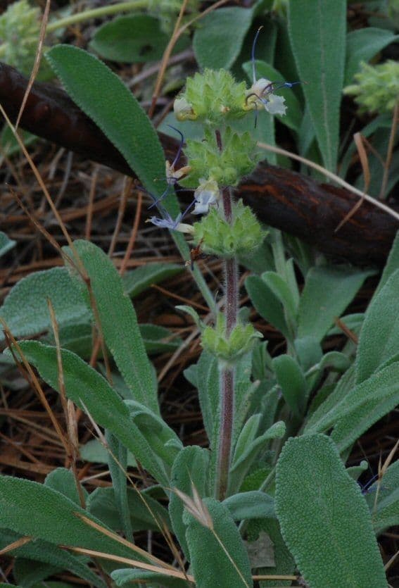 Salvia sonomensis 7