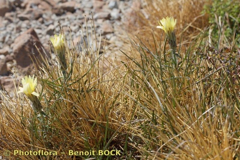 Scorzonera graminifolia 9