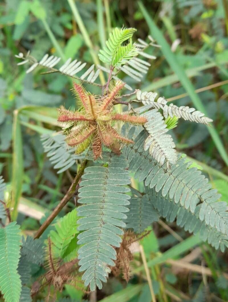 Mimosa