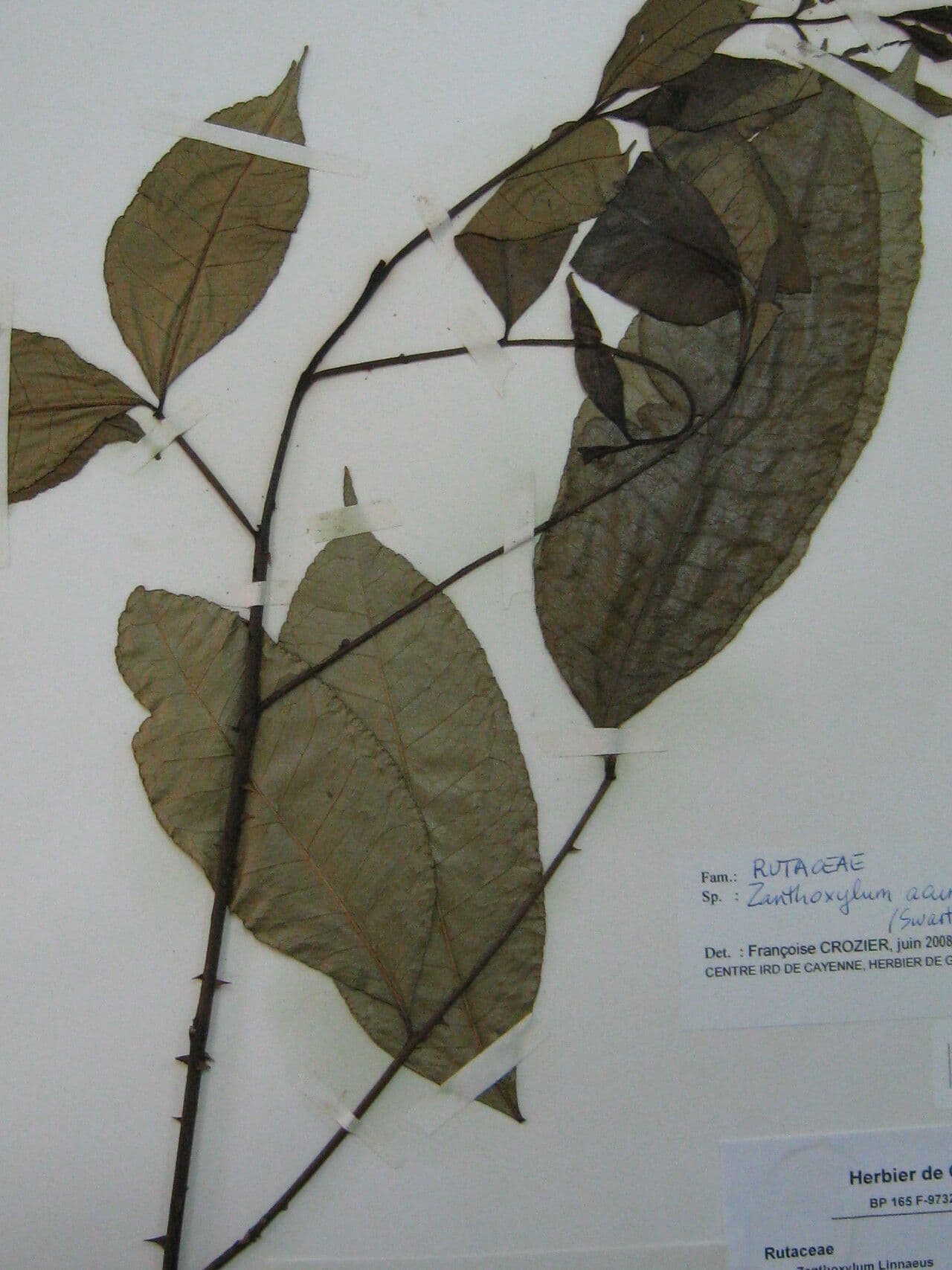 Árbol del dolor de muelas 10