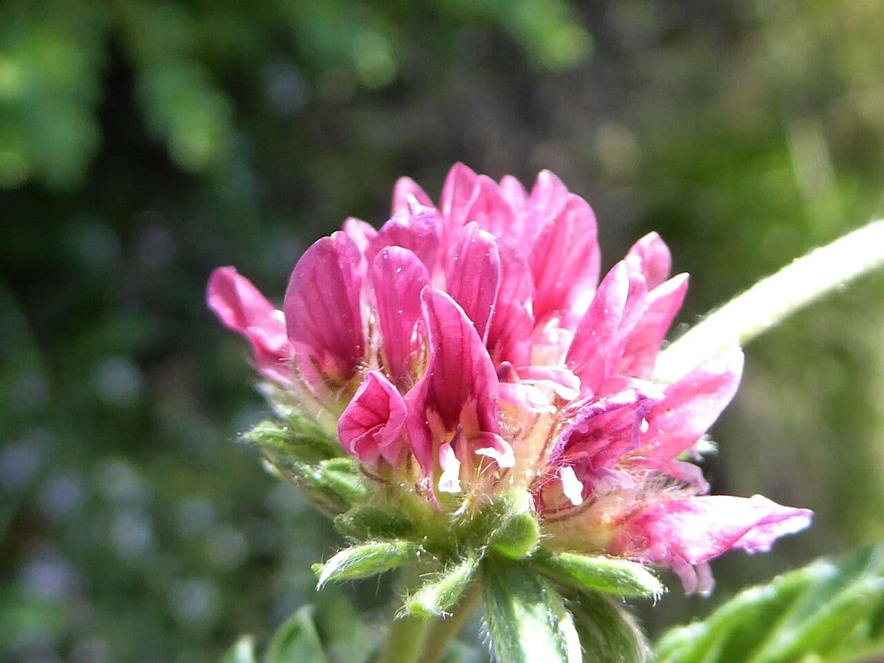 Padrillo 9