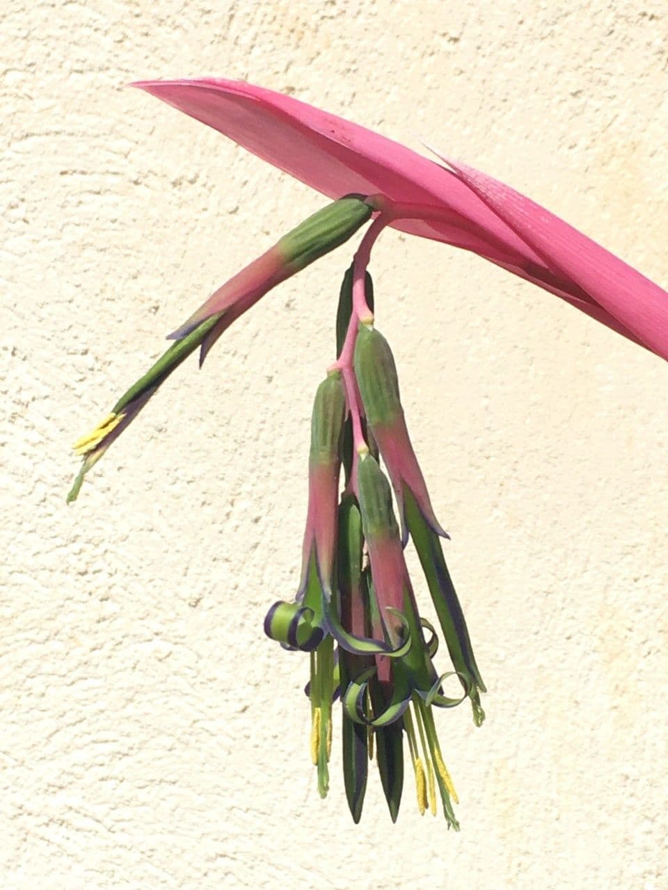 Billbergia pendula 3