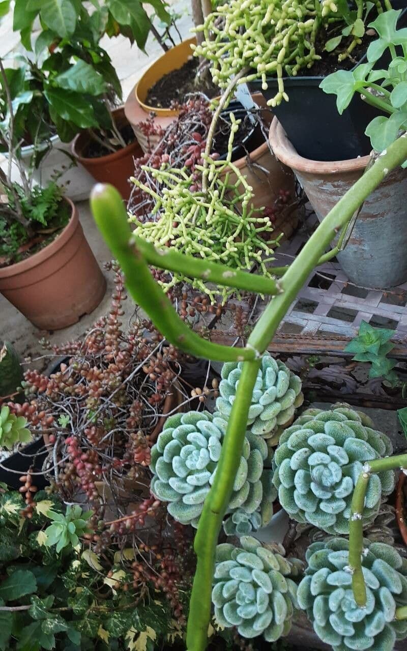 Rhipsalis 2