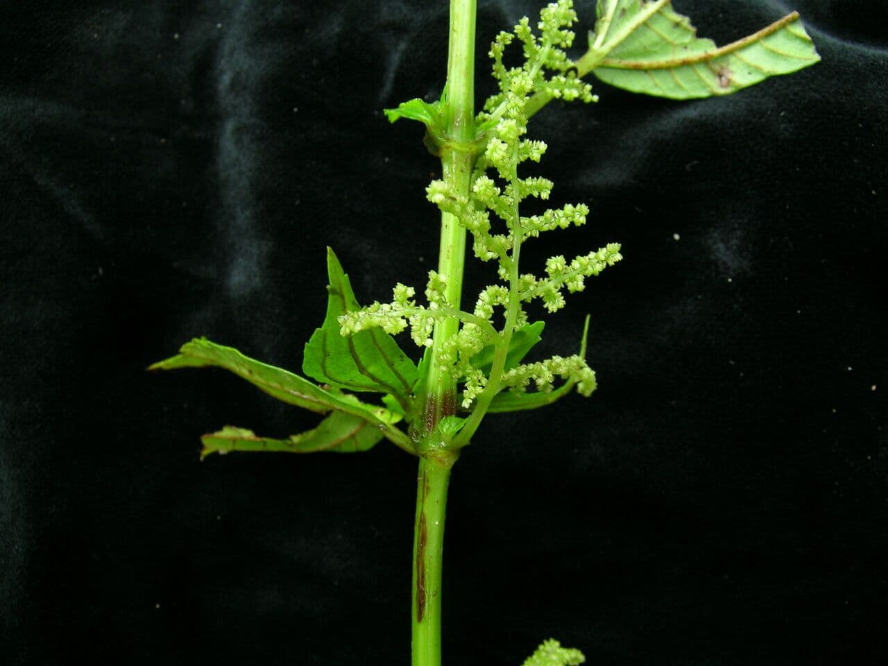 Pilea 2