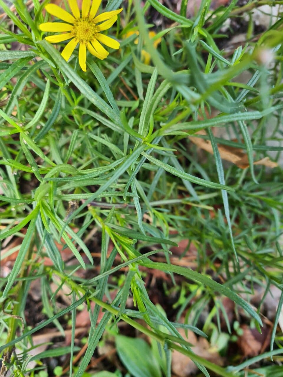 Schmalblättriges Greiskraut 16