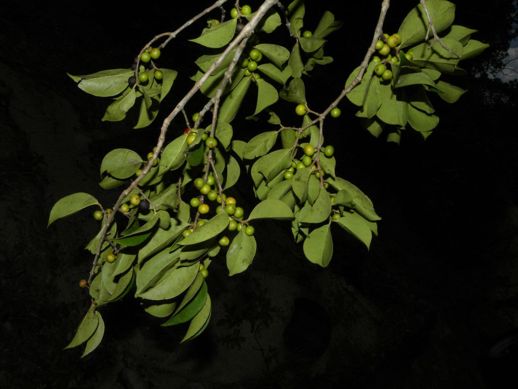 Eugenia acapulská 5