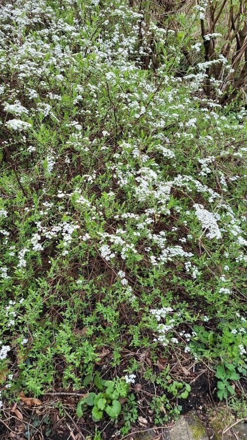 Säbelblättrige Spiere 7