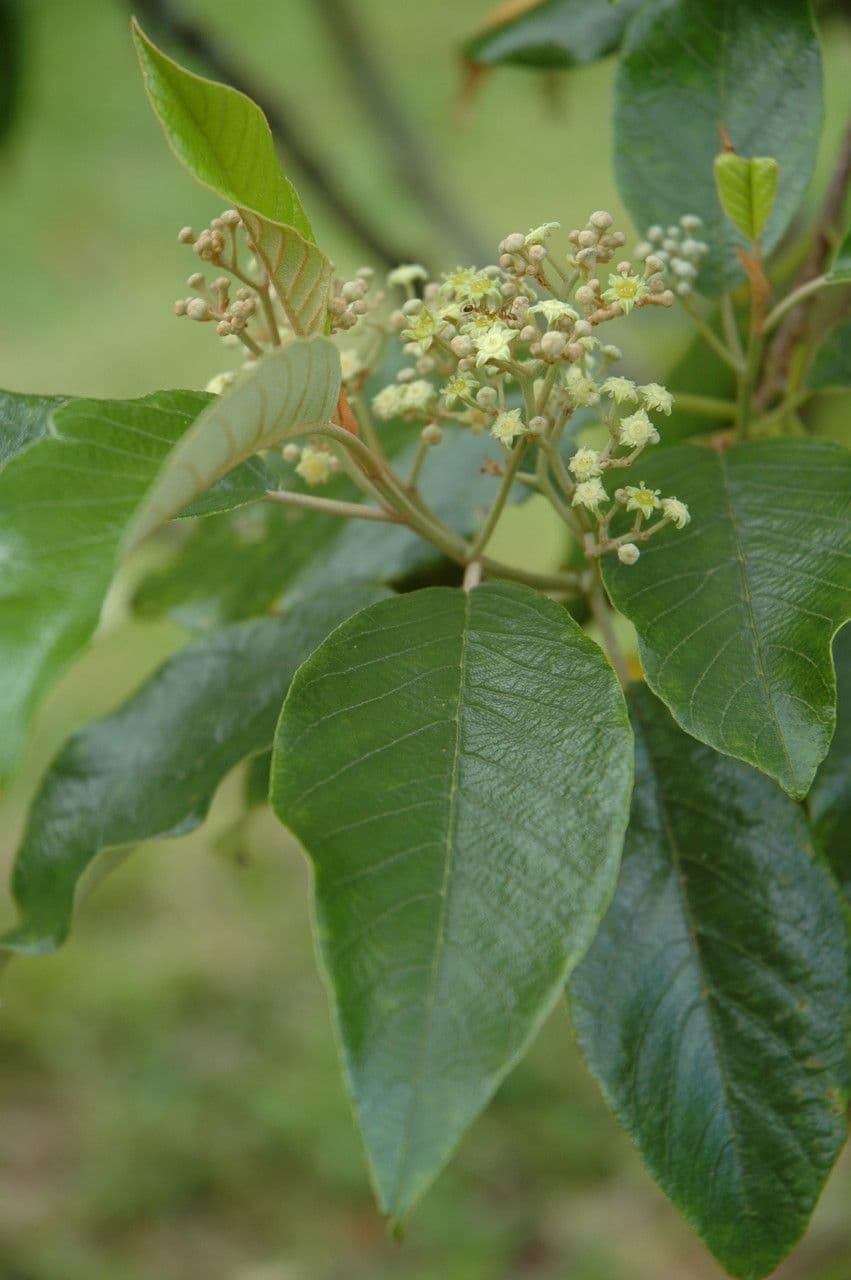 Alphitonia