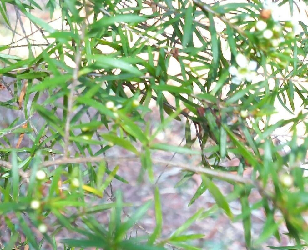 Sannantha 8