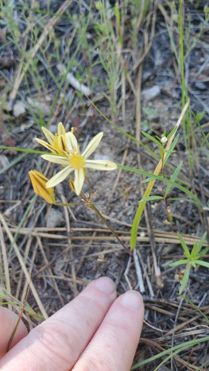 Triteleia 6