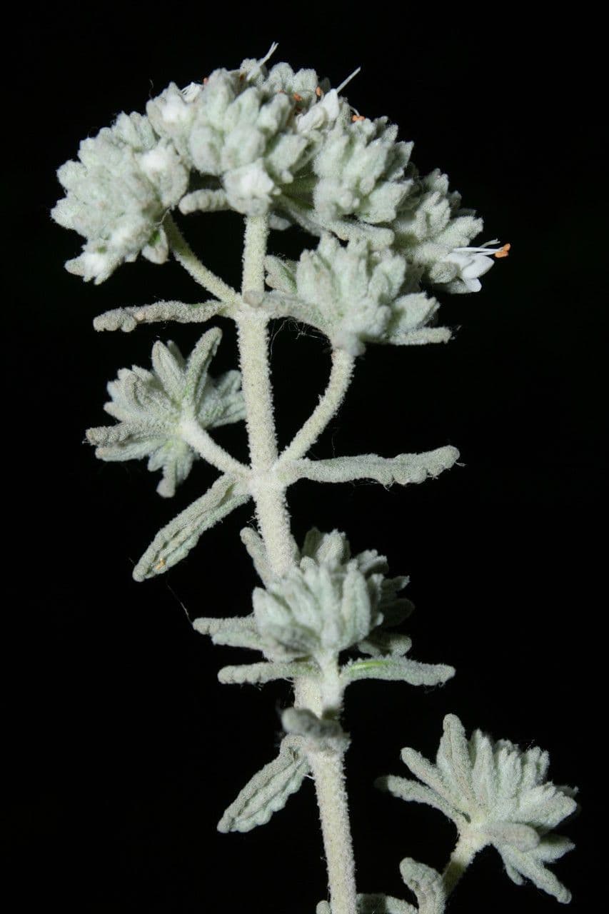 Teucrium 21