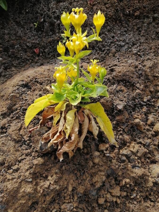 Musschia dorata 2