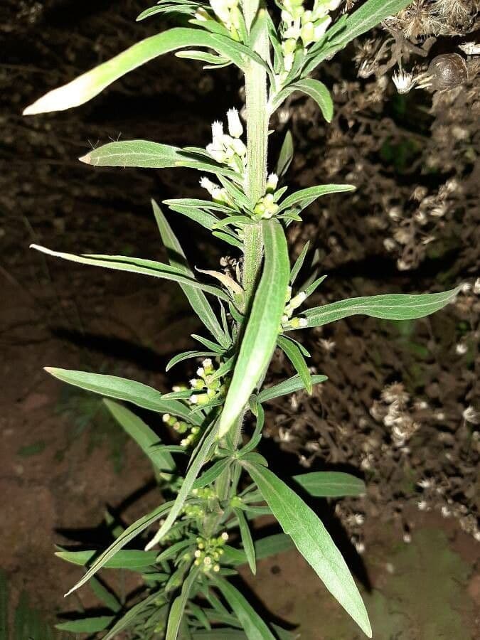 Weißliches Berufkraut 19
