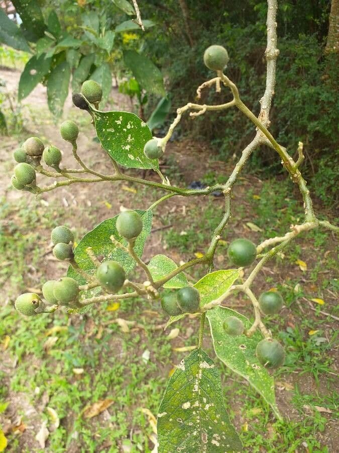 Solanum paniculatum 3