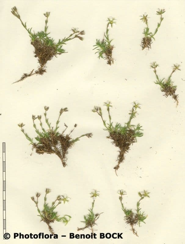 Minuartia recurva 23
