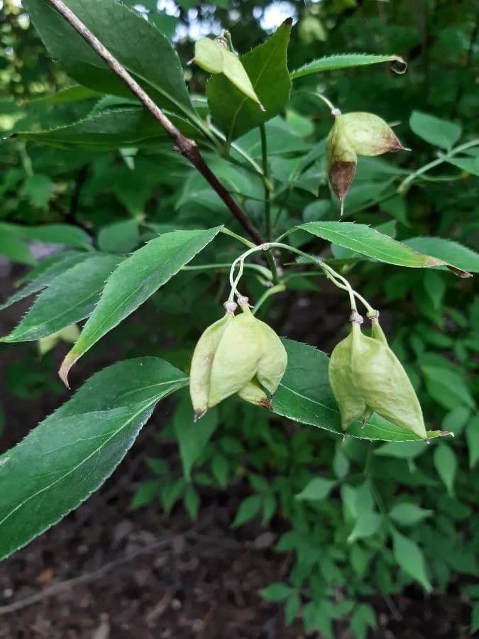 Staphylea bumalda 2