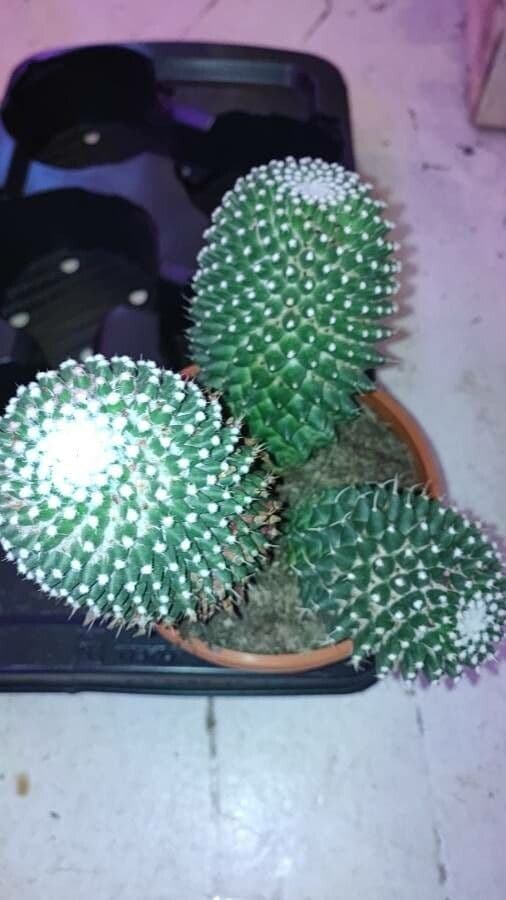 Mammillaria 10