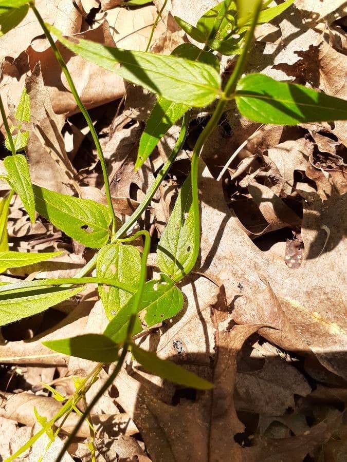 Monarda basilico 15