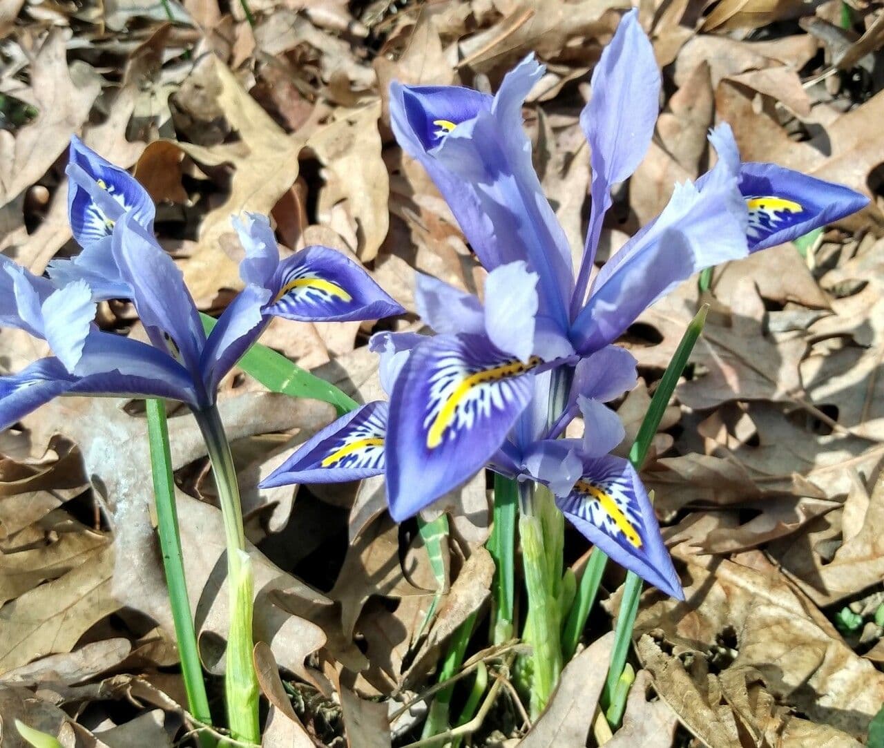 Iris