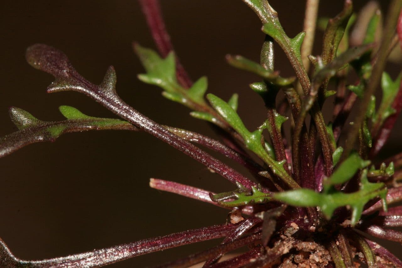 Teesdalia coronopifolia 11