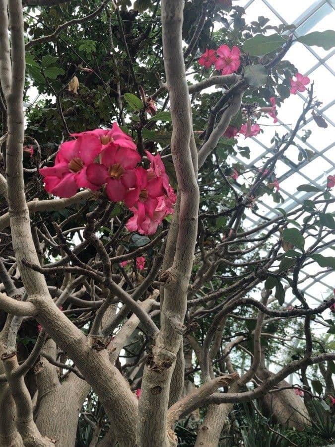 Adenium 8