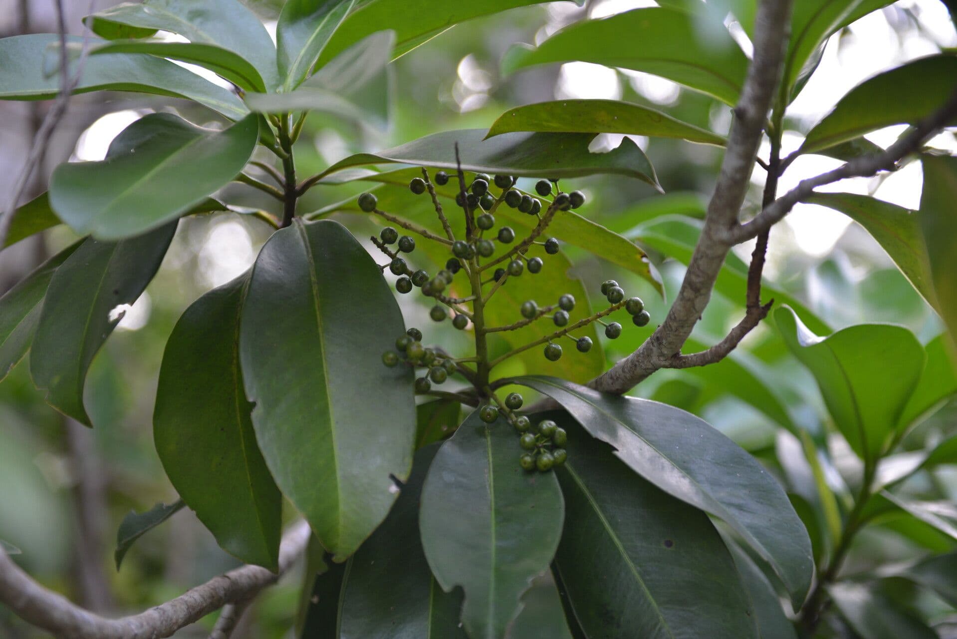 Ardisia révolutée 11