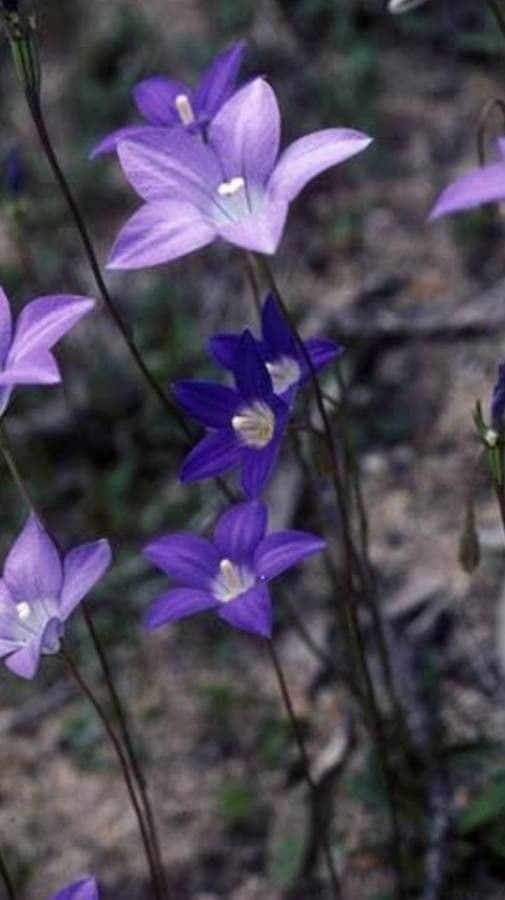 Wahlenbergia gloriosa