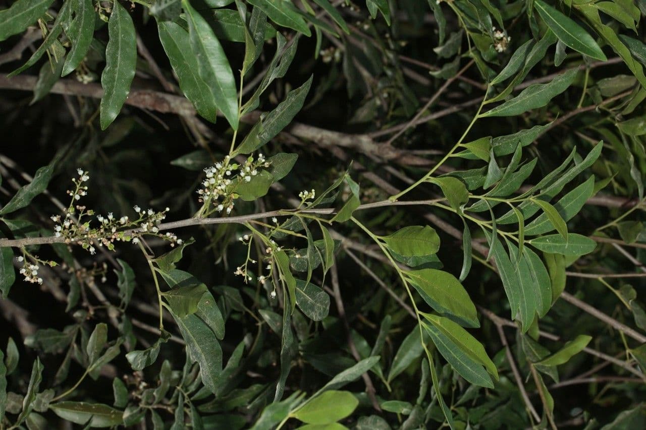 Guioa 3