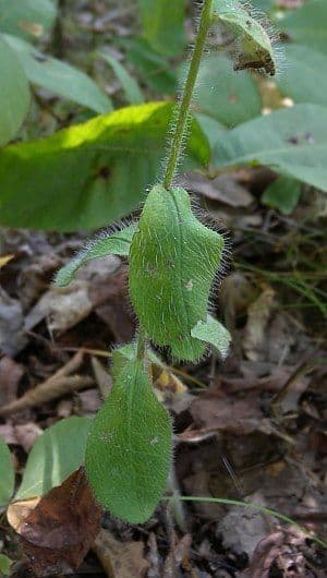 Hieracium scabro 2