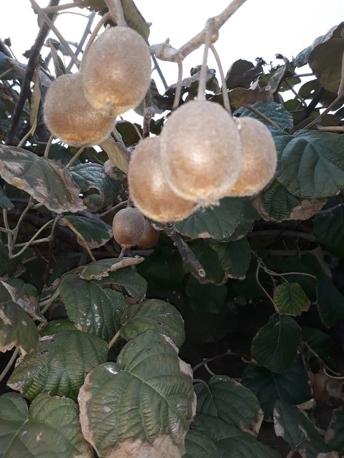 Kiwi dorato 4
