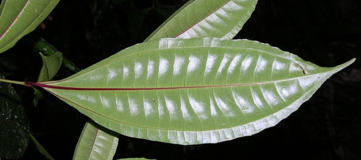 Miconia 13