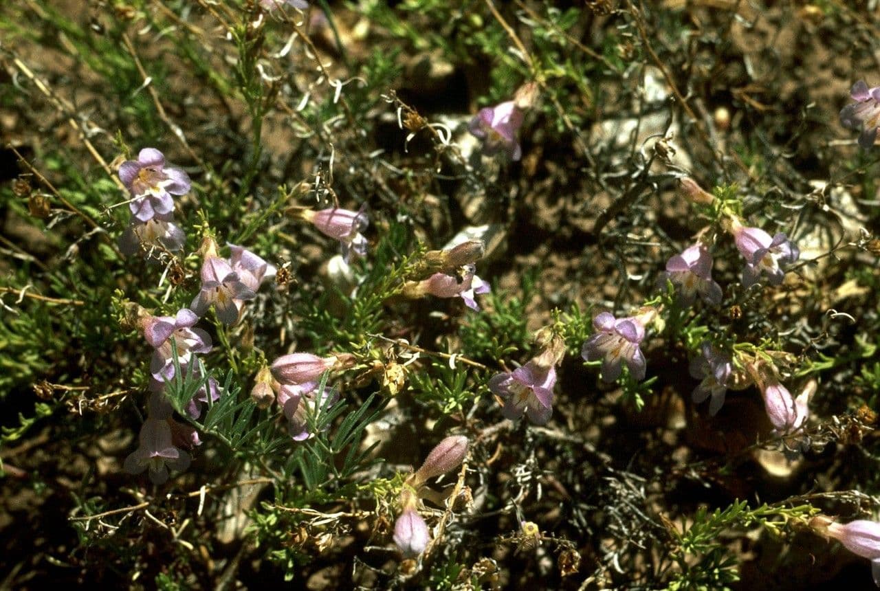 Penstemon tappezzante