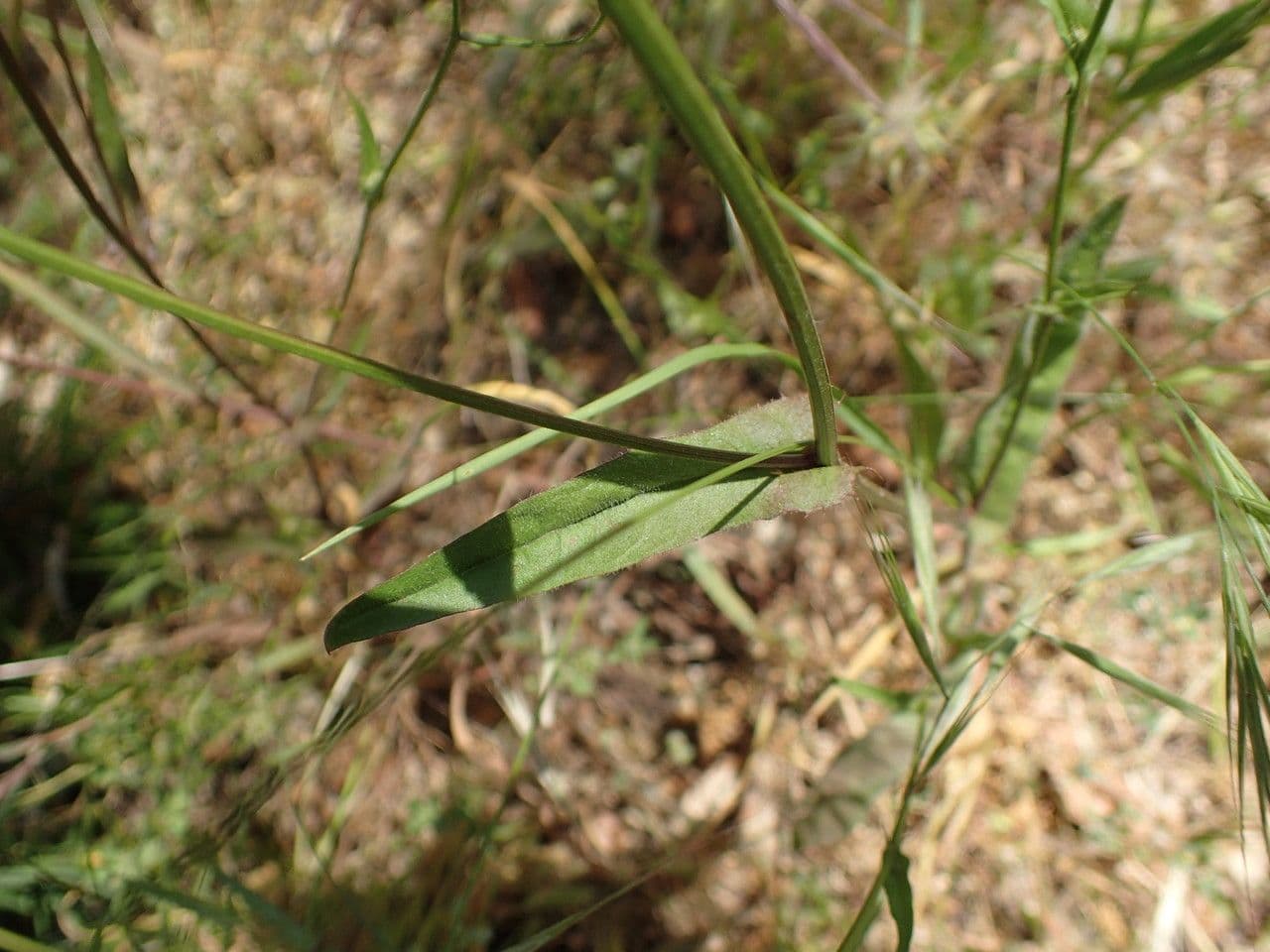 Kleinblütige Pippau 9