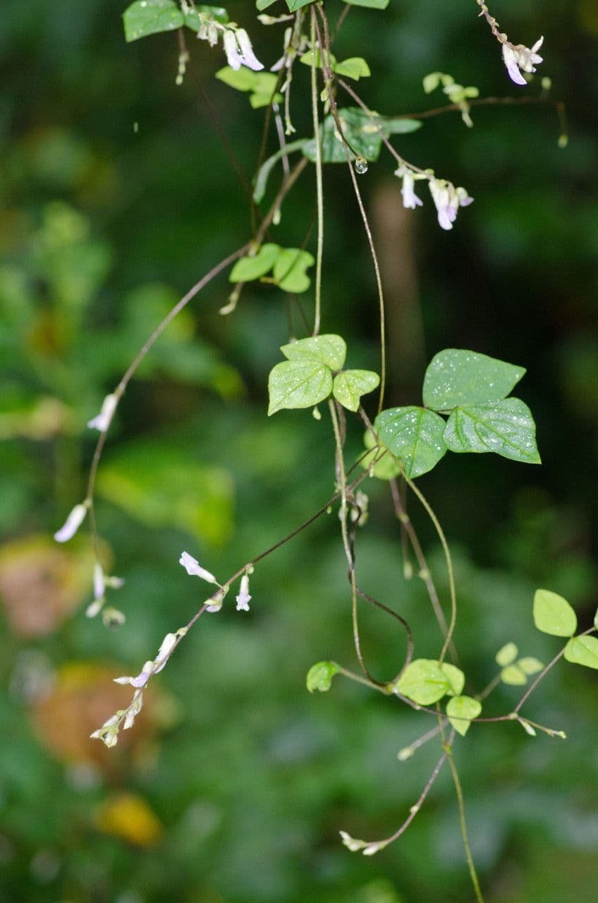 Amphicarpaea bracteata 11