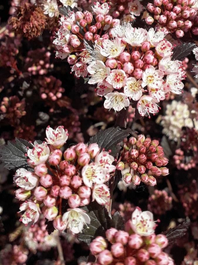 Physocarpus capitatus 6