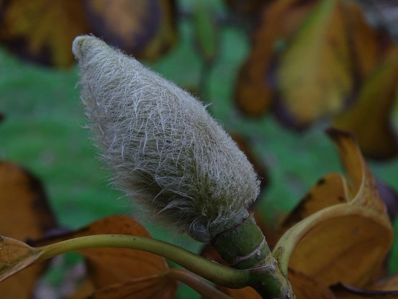 Magnolia 2
