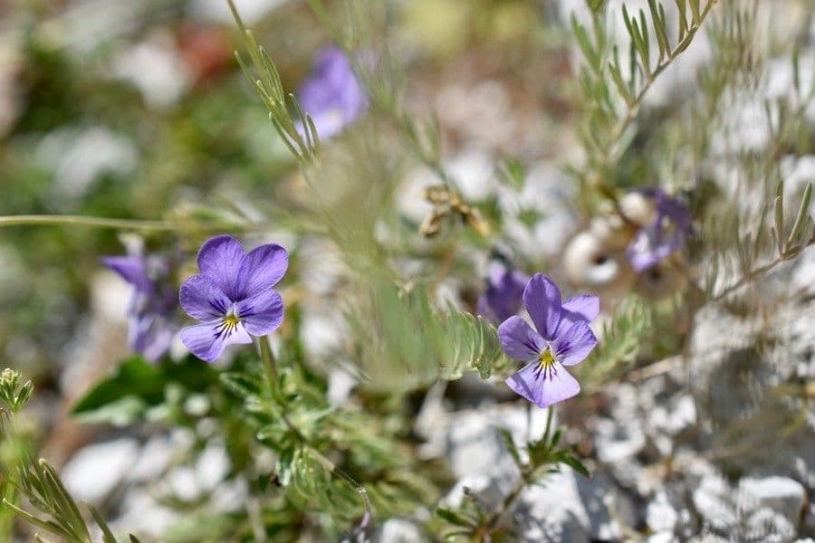 Viola aspra 5