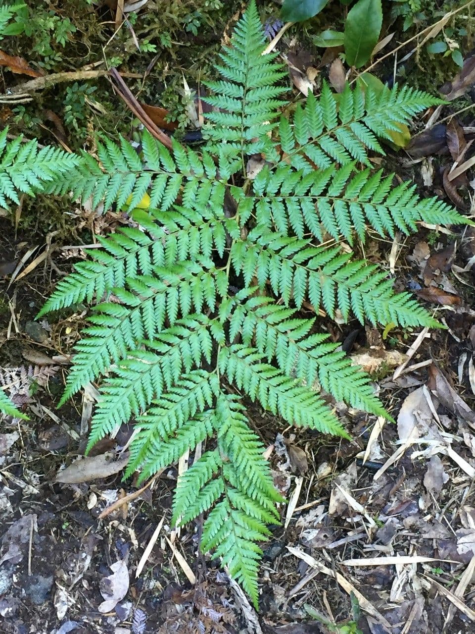 Lophosoria quadripinnata 7