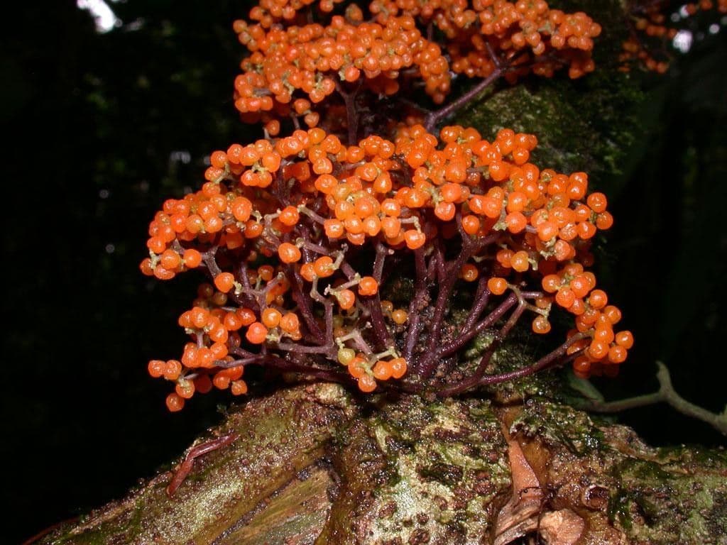 Urera simplex 4