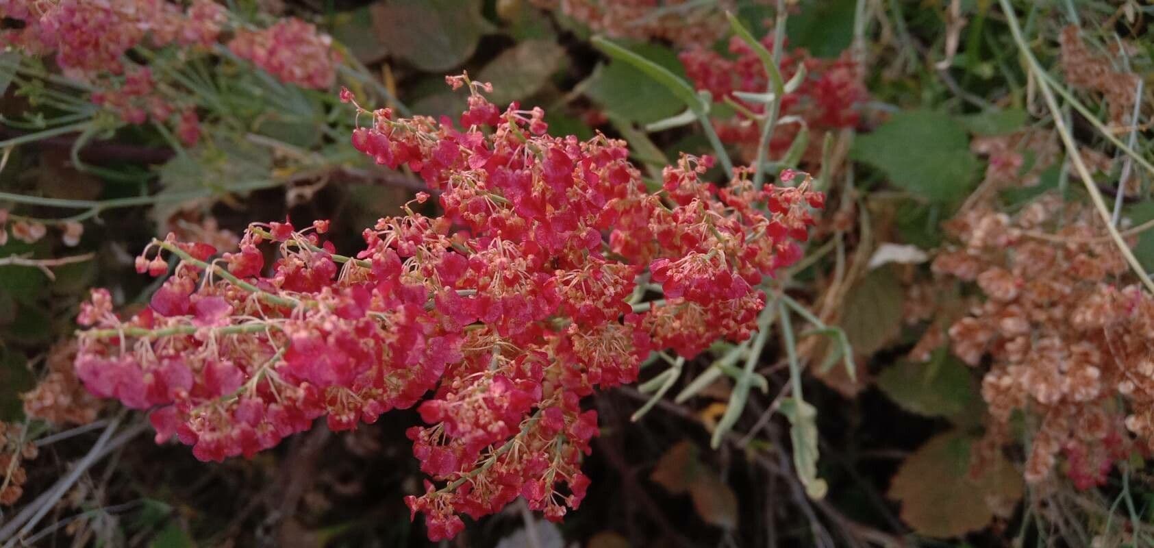 Acetosa 4