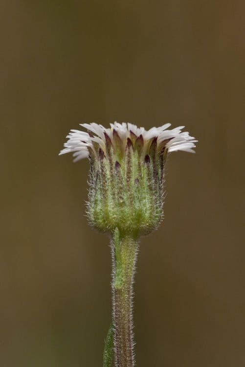 Erigeron a raggi corti 5