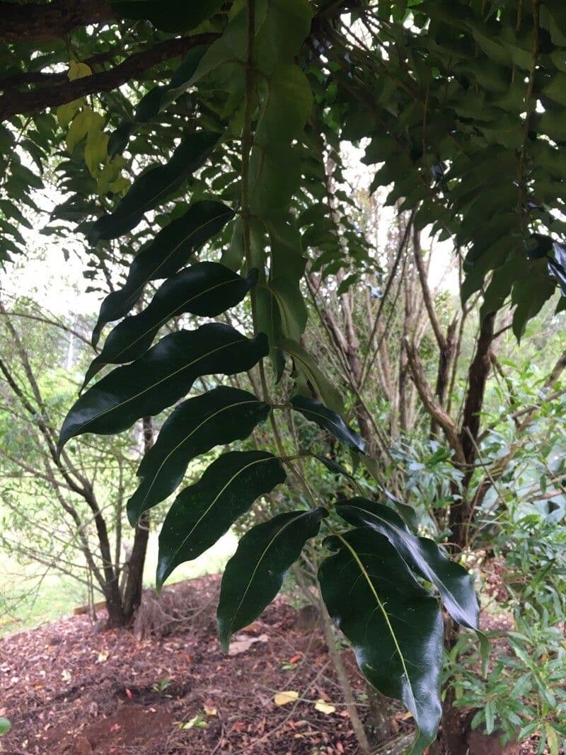 Polyscias 11