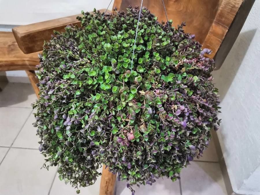 Callisia repens 7
