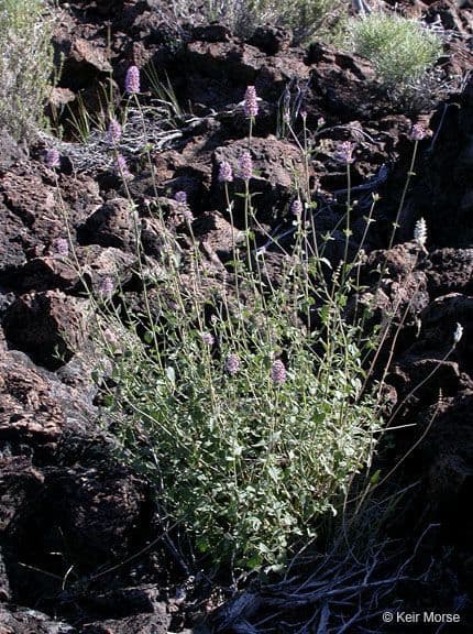 Agastache 5